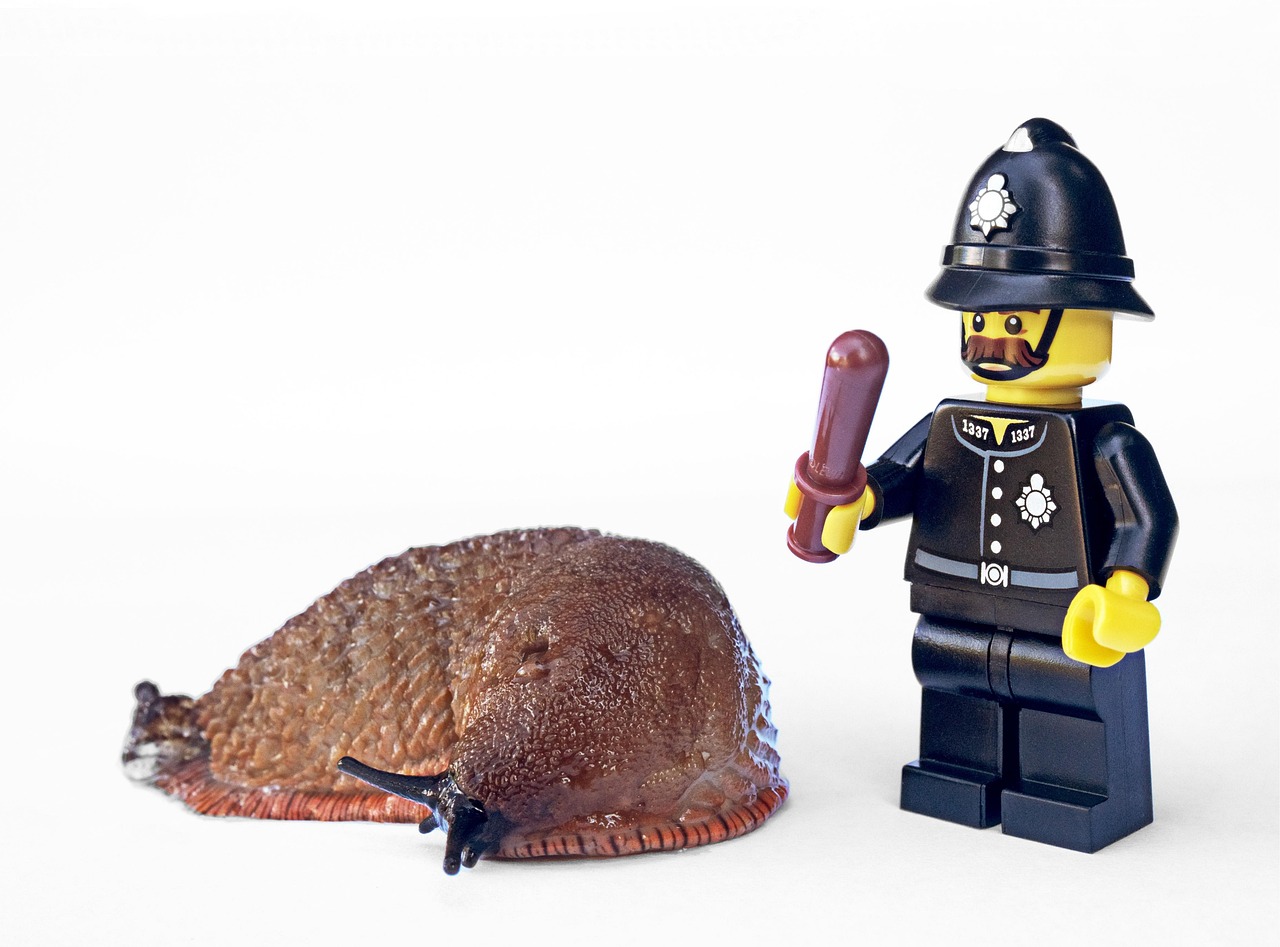 Residential Pest Control Services Coquitlam Essential Solutions for a Pest-Free Home